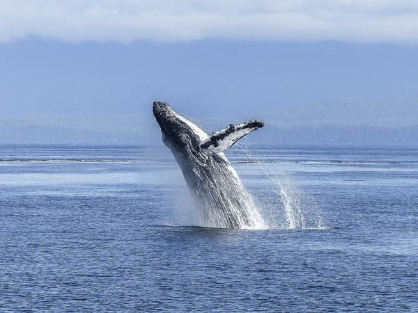 warmer-sea-may-force-whales-shift-to-cooler-water