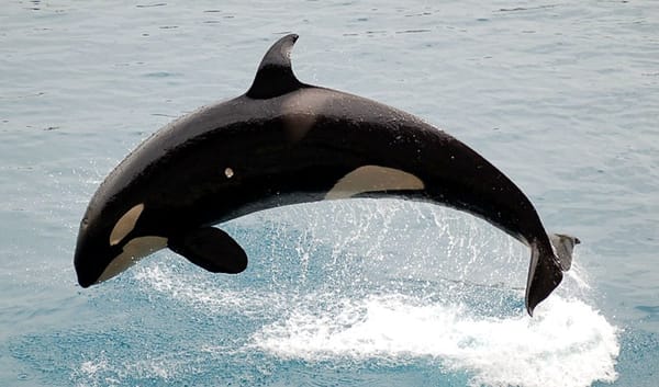 whales-in-new-zealand