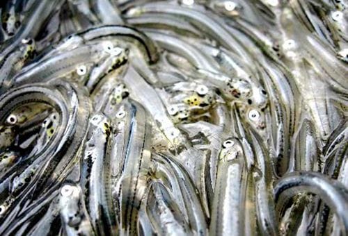 whitebait