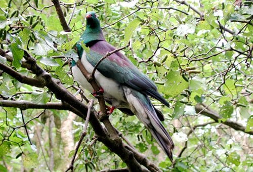 wood-pigeon-kereru