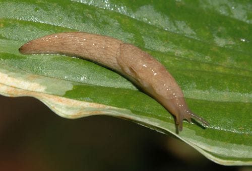 best-way-to-get-rid-of-slugs