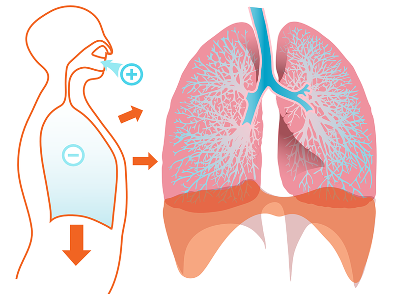 breathing-respiration-difference