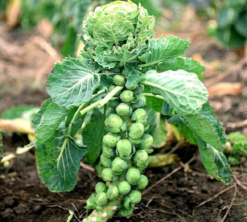 brussel-sprouts-plant