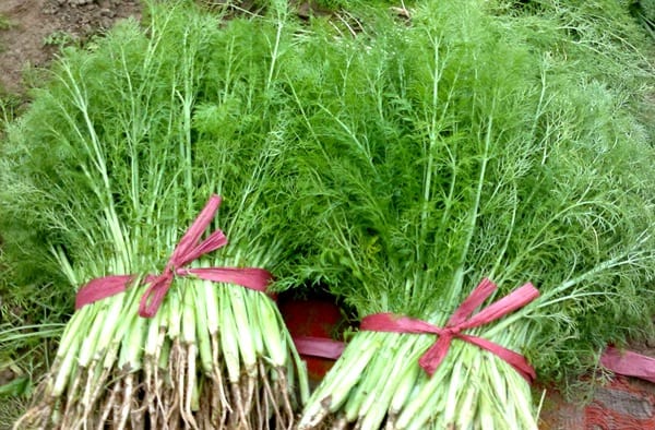 chinese-fennel