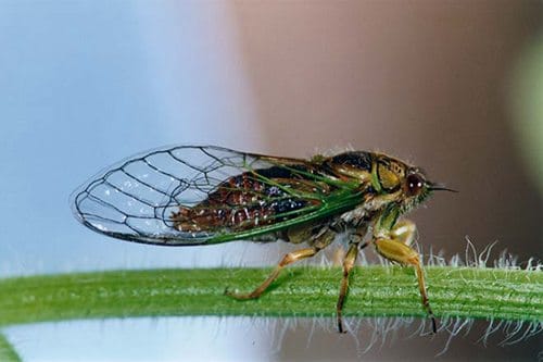 cicada-kihikihi
