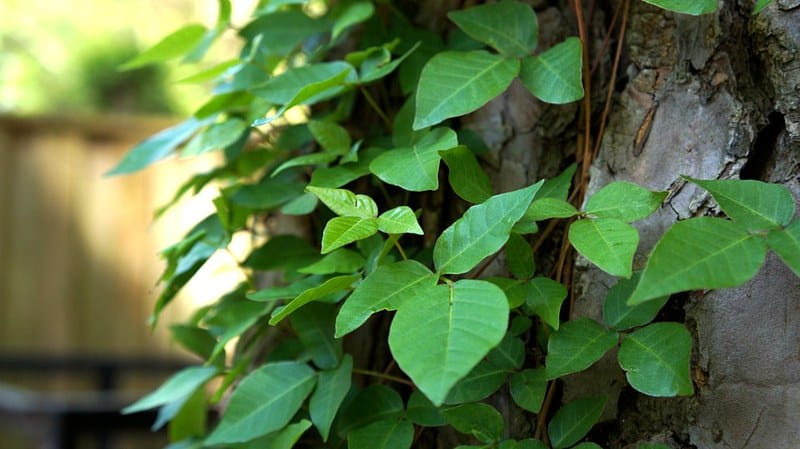 easy-to-identify-poison-plants-by-leaves