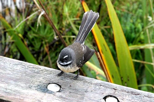 fantail1