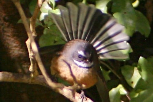 fantail2