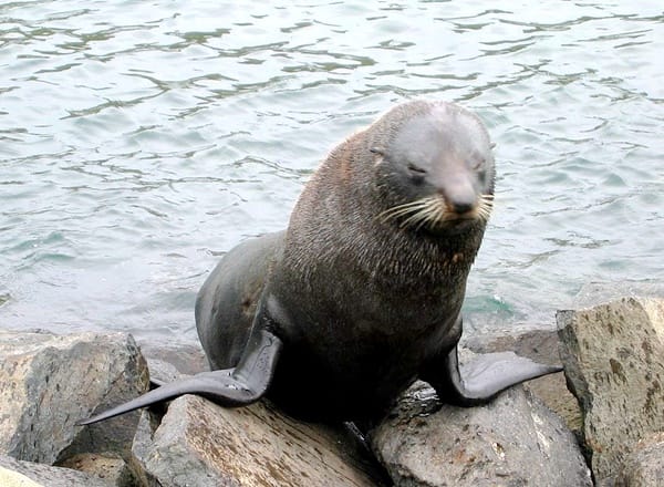 fur-seal-kekeno