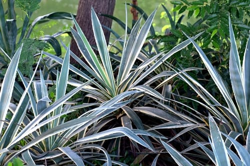 garden-plant-yucca