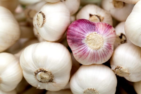 grown-garlic-in-your-garden