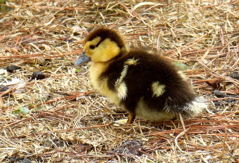 Muscovy duck chick