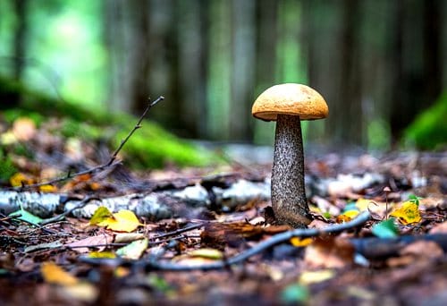 mushroom-department