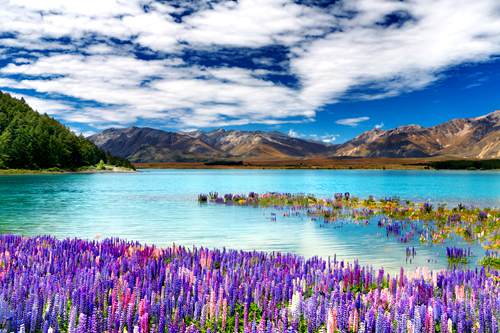 new-zealand-friend-doesnot-owe-you-a-tour