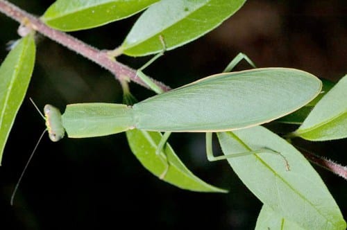 new-zealand-praying-mantis2