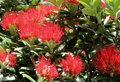 pōhutukawa