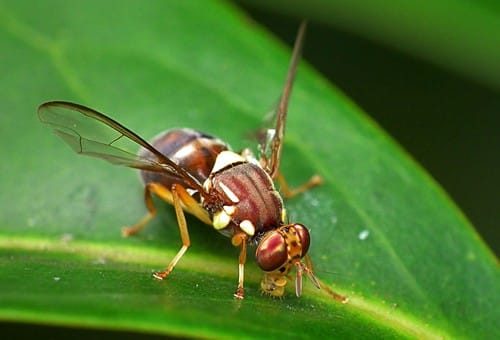 queensland-fruit-fly