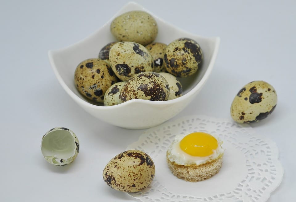 raising-quails-for-eggs