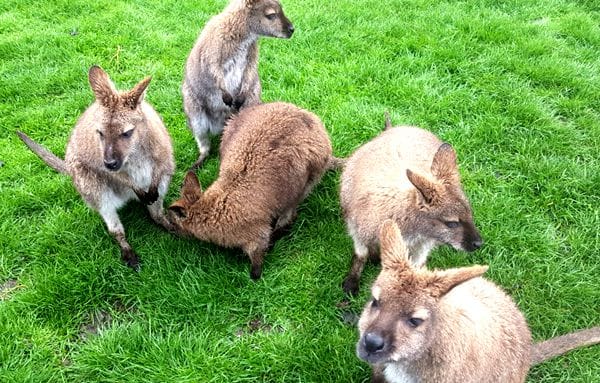 red-necked-wallabies