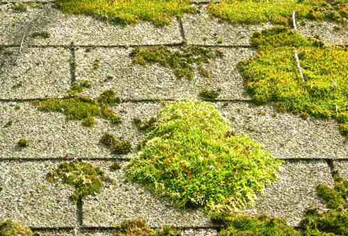 remove-moss-from-roof