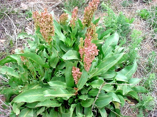 rumex