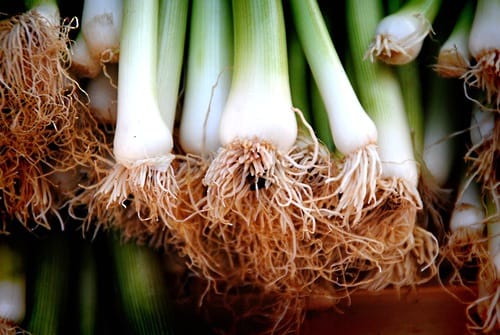 sulfer-soil-gives-onion-leek-strong-taste