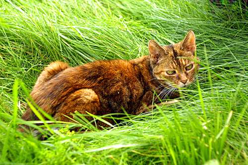 tips-for-keeping-cats-away-from-your-lawn