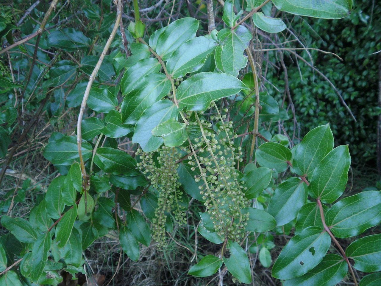 tutu-coriaria-arborea