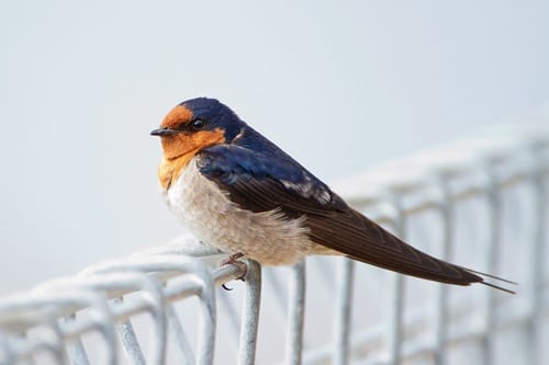 welcome-swallow