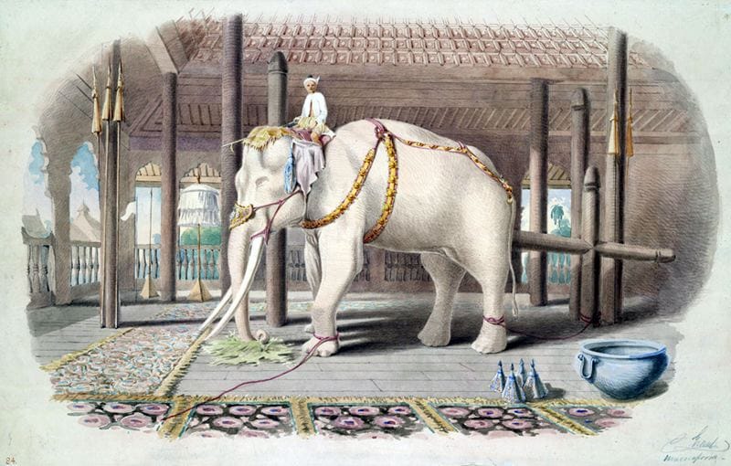 white-elephant